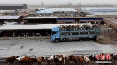 从散养到集约 甘肃临泽牛产业链